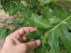 Callirhytis pigra