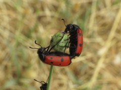 Mylabris quadripunctata
