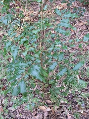 Cupaniopsis newmanii