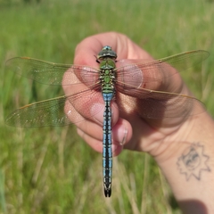 Anax imperator