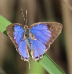 Hemiolaus caeculus