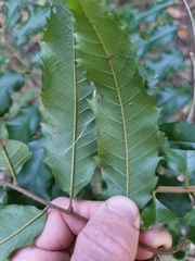Cupaniopsis newmanii