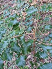 Cupaniopsis newmanii