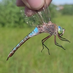 Anax parthenope