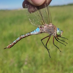 Anax parthenope