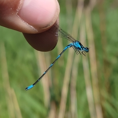 Coenagrion pulchellum
