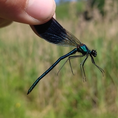 Calopteryx splendens