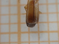 Dromiusina