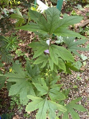 Filipendula rubra