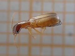 Dromiusina
