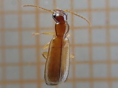 Dromiusina