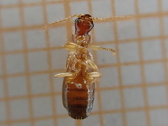 Dromiusina