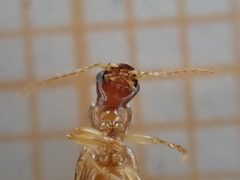 Dromiusina
