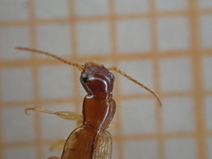 Dromiusina