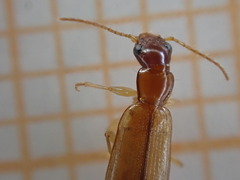 Dromiusina