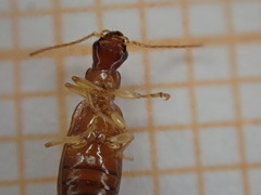 Dromiusina
