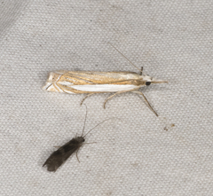 Crambus pascuella