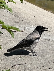 Corvus cornix