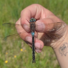 Anax parthenope