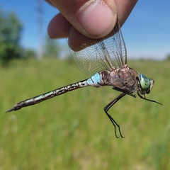 Anax parthenope