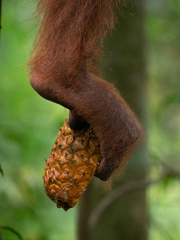 Pongo abelii