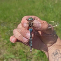 Anax parthenope