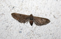 Eupithecia assimilata