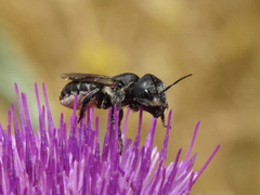 Osmia dimidiata