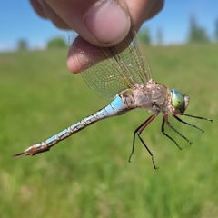 Anax parthenope