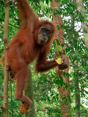 Pongo abelii