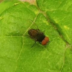 Lindneromyia dorsalis