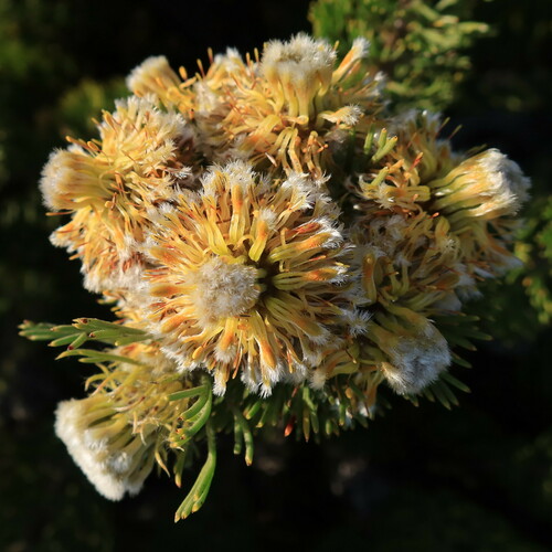 Golden Globe Hybrid Spiderhead (Serruria glomerata)