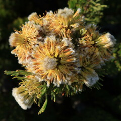 Serruria glomerata × villosa