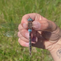 Anax parthenope