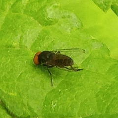 Lindneromyia dorsalis