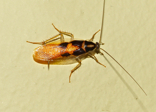 (Ceratinoptera)