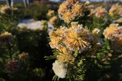 Serruria glomerata × villosa