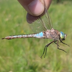 Anax parthenope