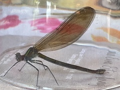 Calopteryx virgo