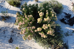 Serruria glomerata × villosa