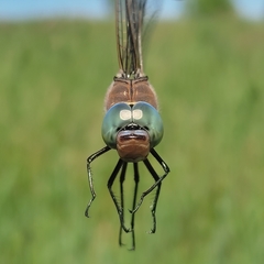 Anax parthenope