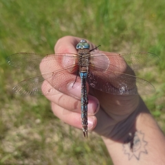 Anax parthenope