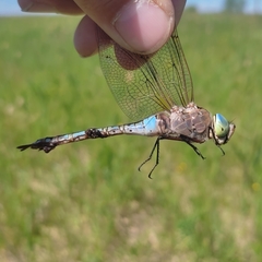 Anax parthenope