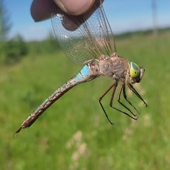 Anax parthenope