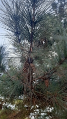 Pinus