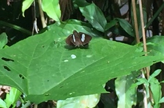 Notocrypta paralysos varians