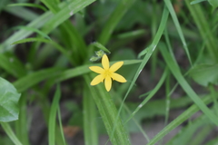 Hypoxis mexicana