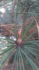 Pinus