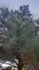 Pinus