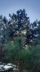 Pinus